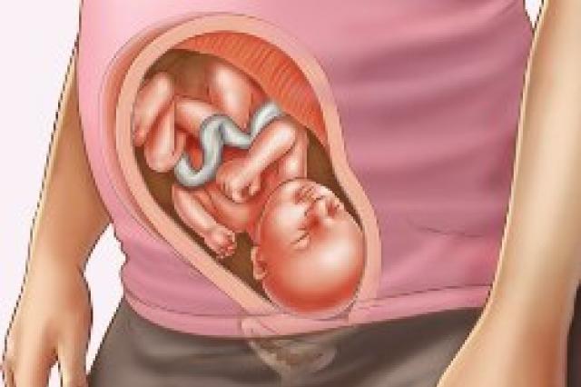 Fotografija fetusa, fotografija abdomena, ultrazvuk i video o razvoju djeteta 28 tjedana trudnoće senzacije