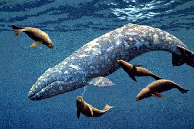 Sivi kit: razne činjenice